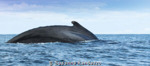 whale watch , El Choco _Colombia by Susanna Randazzo 